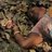 Zila_FE's profile image