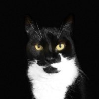 Taffa (@taffatweets) 's Twitter Profile