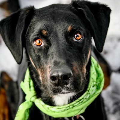 raffertypup's profile picture. ✨Empowering you to make every day with your dog extraordinary. ✨Because their lives are short (and so is yours).  ✨Seize the Dog’s Day! #carpecanem