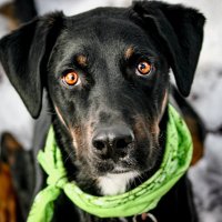 Rafferty (@raffertypup) 's Twitter Profile