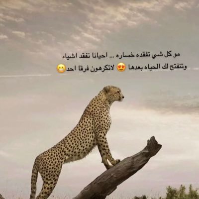 5ReversoContext's profile picture. الله ربي لاأشرك به شيئا