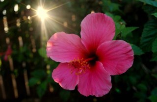 Rin_LO's profile picture. 