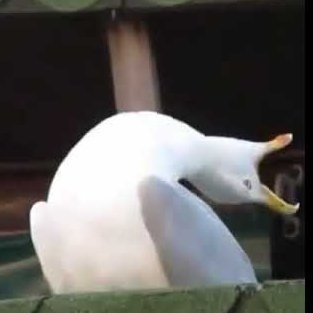 simi11182240's profile picture. 