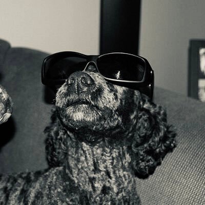 canelamaia's profile picture. 