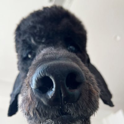 puptum Profile Picture