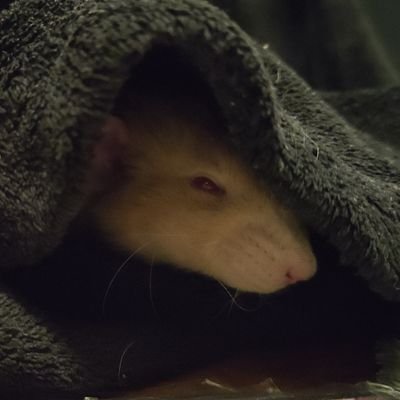 My rats Rivail & Erwin (2019-2021) Legolas & Gimli (2021- )
