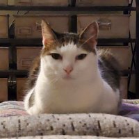 Huggable Hugo (@a_hugo_hug) 's Twitter Profile