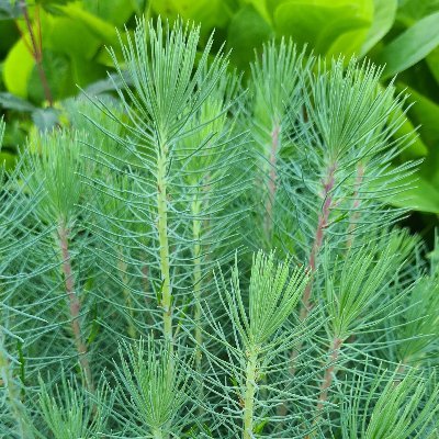 Treesforthefut4's profile picture. 