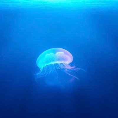 Daiyuhukaru's profile picture. RPGとワンピース好きです⚔ 何気ない日常やゲームの事呟いております。無言フォロー大歓迎、こちらも失礼致します、皆様の素敵なポストに笑顔とパワーもらってます。おすすめゲームあれば教えてください🎮