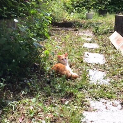 nekotsubu_'s profile picture. ZINE制作/🌱庭と植物と猫のみなさま