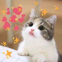 матт (@sparklinglangue) 's Twitter Profile