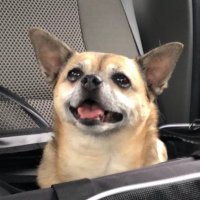 WhosChase (@whoschasev1) 's Twitter Profile