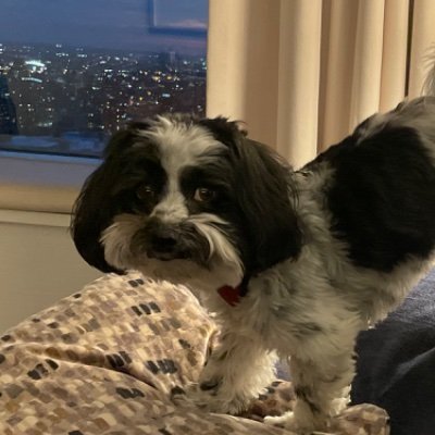 QuantumPups's profile picture. All quantum dogs welcome. Submit by @ us!