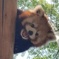 ˘ᗜ˘ (@_ic443) 's Twitter Profile