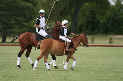 La Natividad Club Polo-La Natividad Cría de Caballos Polo Argentino