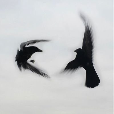 uniquetreesse's profile picture. 