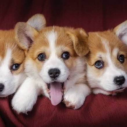 if you are a #corgi lover& owner..plz follow me...you will see amazing corgi videos & picture😍