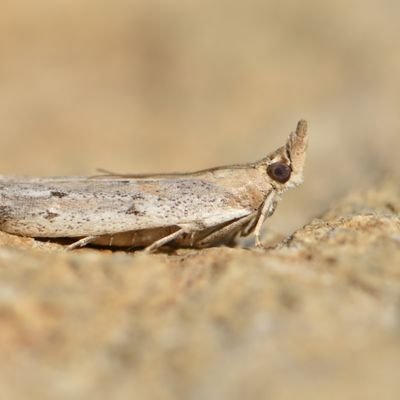 Elliott Cornelius Profile