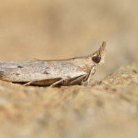 Elliott Cornelius (@ej_cornelius) 's Twitter Profile