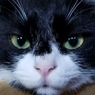 kakuni0141massa's profile picture. 「許す」練習中