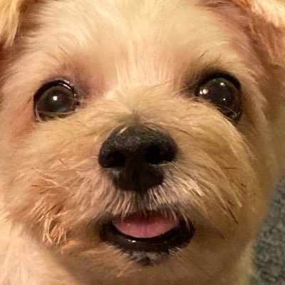 WATASHItoSIRI's profile picture. インテリアコーディネーター|整理収納アドバイザー|照明コンサルタント|40代|横浜出身|茨城在住| INTJ(建築家)型|夫婦＋犬 インテリアコーディネーターとして10年前に独立。 業界歴19年。インテリア沼に浸かっています🐶