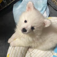 パピくん♂スピッツ (@papipapipupp) 's Twitter Profile