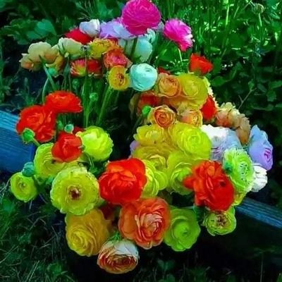 HamsaMa7's profile picture. kochu