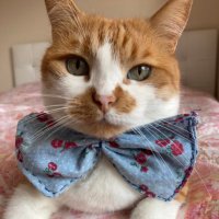 Yalçın SIKIBUT🍗 (@kedivlog) 's Twitter Profile