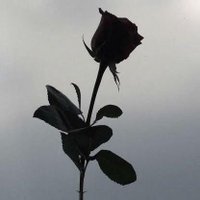 ᴛʜᴏᴜɢʜᴛs🥀 (@complicated_000) 's Twitter Profile