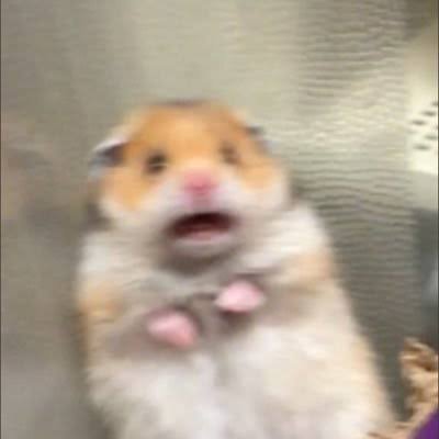 makkymatcha's profile picture. coffee = sleep