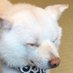 Toshi (@toshi89519788) Twitter profile photo Toshi (@toshi89519788) Twitter profile photo