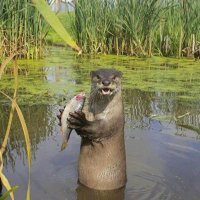 Conor the Otter (@conortheotter) 's Twitter Profile