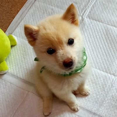 kohaku20220112's profile picture. 小豆柴犬　こはく　です。
2022年1月12日生まれ

こすず荘出身
食いしん坊なようです。
