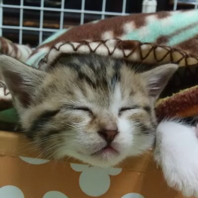 コロさんのプロフィール画像