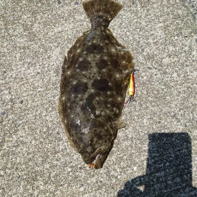 熊本在住の海釣り🎣が大好きな九州男児💦(軟児💪)です。幼児の時に釣の「アジをしめて」🤤それからずーっと釣りが好きです。暇さえあれば竿🎣持って海に行ってます💦🚙ドライブ🚙しながら(釣の帰り)温泉♨️入るのも好きです!
無言フォローお許し下さい🙇