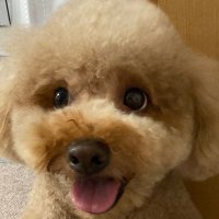 かなこ (@f1blcs7hrito9n4) 's Twitter Profile