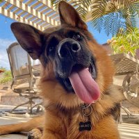 German Shepherd(@Germanheaven99) 's Twitter Profile Photo