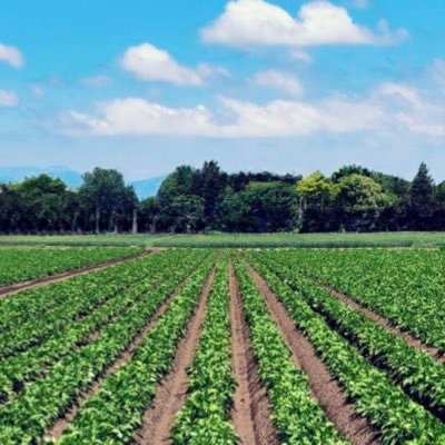 自給自足を目指して、週末は農業🌽🫑🥕(1年目)。 平日は世界を相手に貿易業。🌏　趣味は歴史(近現代史)、食、ランニング！ 東南アジア言語、広東語をマスターしたい！🌎⛩🏃