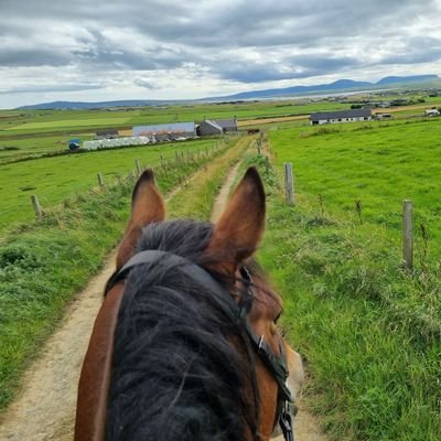 Island life.  Horses, cats, D&D, videogames.. School D&D. Librarian. Fantasy cartographer (Dungeon Alchemist & others, and hand drawn) @highlandl4ss.bsky.social