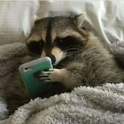 follow for raccoons!