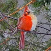 hermaphrodite cardinal(@cakeontario) 's Twitter Profile Photo