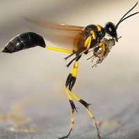 MERT (@manly___man) Twitter profile photo