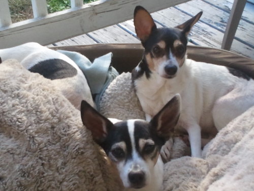 Volunteer with Rat Terrier Rescue Canada Inc.  Lives in Scotia, NY #trumpsucks