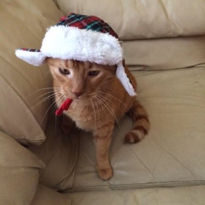 literary_labors's profile picture. “Run mad as often as you choose but do not faint.”