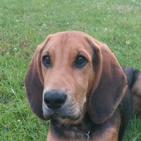 Monkey (@dearestdogdave) 's Twitter Profile
