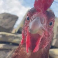 Anna Barker (@abarkerauthor) 's Twitter Profile