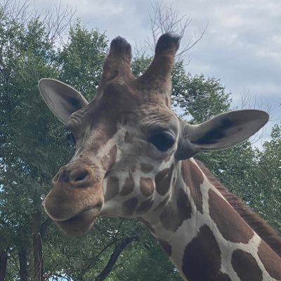 Troy Mayhew Profile