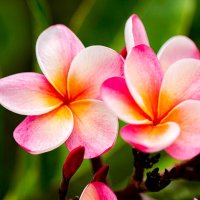 Wendy Beaufeaux Cameron (@wencam77) 's Twitter Profile Photo