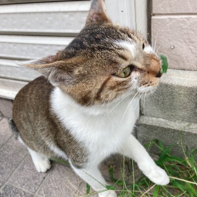 野良猫さんのプロフィール画像