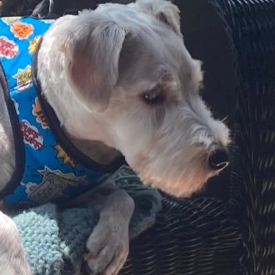 robhite1's profile picture. Diehard liberal Democrat seeking liberty and justice for all. Now in my alternate account after being hacked on my other account.       #Bluewave